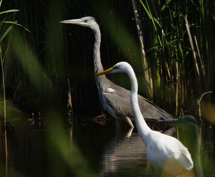 2011_09_16__Silber-_und_Graureiher_Laubenheimer_Ried_(Foto_Boy).jpg