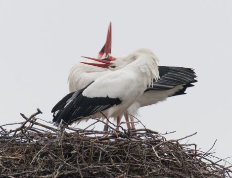 2018_12_15__Weissstoerche_balzend__Gaulsheim__(Foto_Roeser).jpg