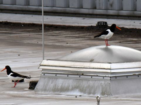 2020_06_13__Austernfischer_auf_dem_Dach_des_Globuseinkaufzentrums_Gensingen__(Foto_Weiss).jpg