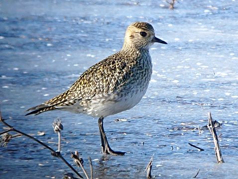 2021_02_14__Goldregenpfeifer_auf_Eisflaeche__Polder_Bodenheim__(Foto_M_Schleuning).jpg