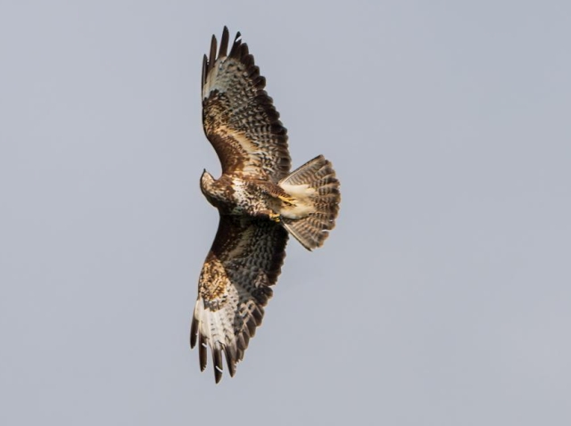 2023_06_13__Maeusebussard__Wildgrabental__(Foto_Martin).jpg