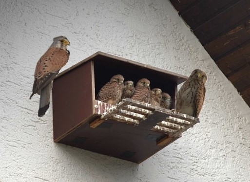 2023_06_26__erfolgreiche_Turmfalkenbrut_MZ_Gonsenheim_(Foto_A_Scholl).jpg