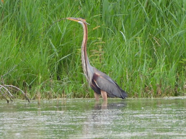 2024_07_10__Pupurreiher__Rohrwiesen_Rheinduerkheim__(Foto_A_Viertel).jpg