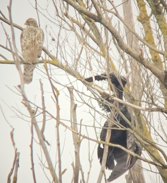 2024_12_15__Habicht_neben_totem_Kormoran__(Foto_Viertel).jpg